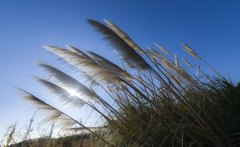 pampas grass pampas grass