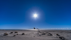 大地の手 大地の手