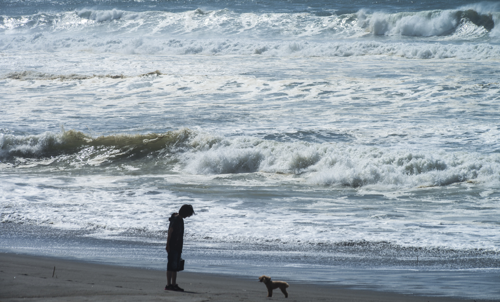 海と犬