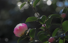庭の花　山茶花