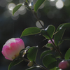 庭の花　山茶花