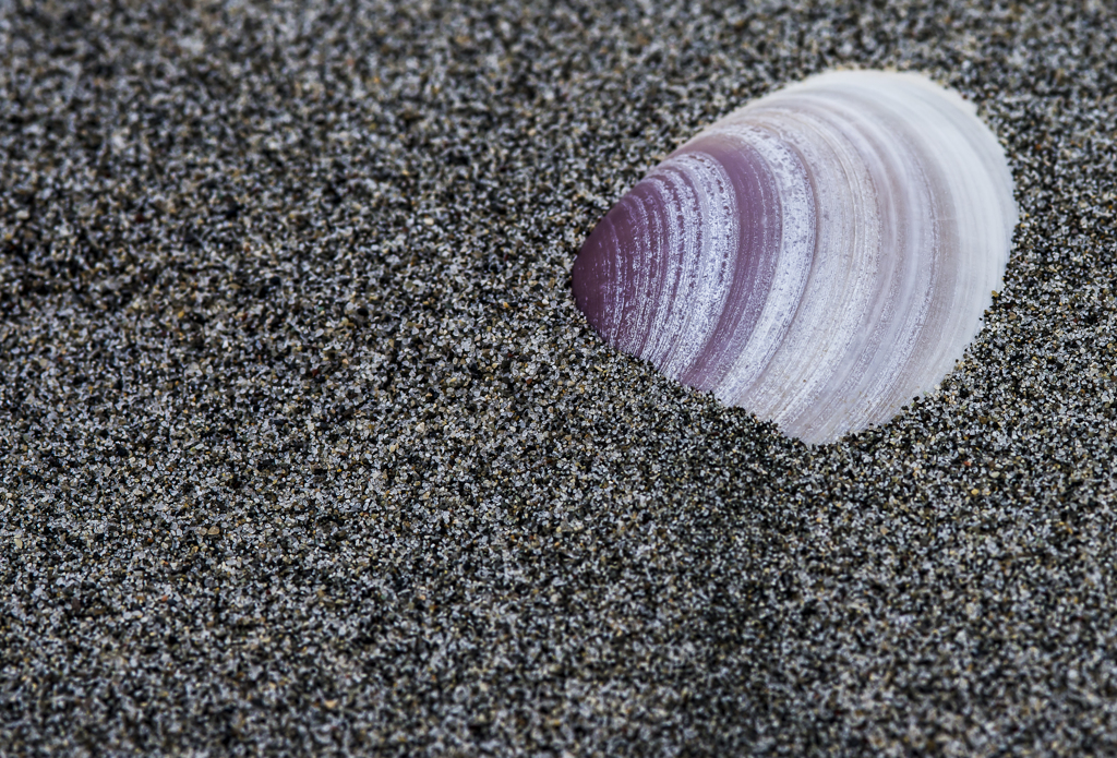 砂に埋れた貝