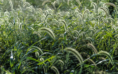 秋草　２