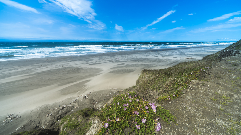 過酷な場所にも花は咲く