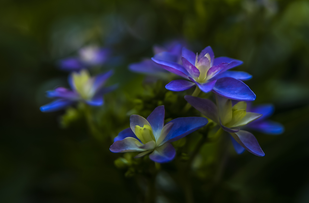 日陰の紫陽花