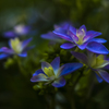 日陰の紫陽花