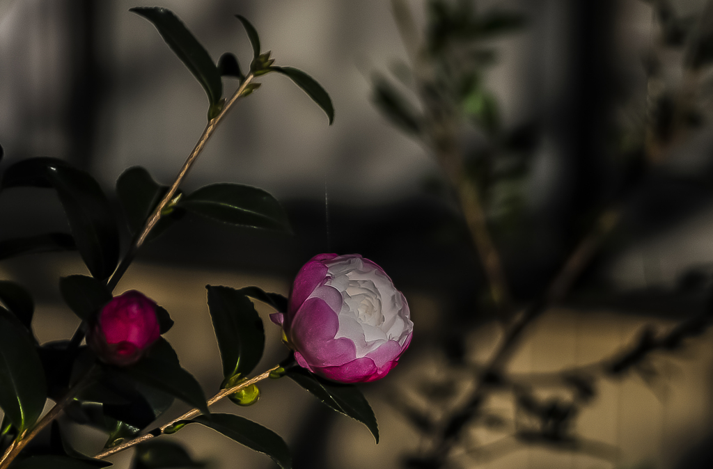 庭の花　山茶花　４