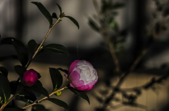 庭の花　山茶花　４