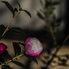 庭の花　山茶花　４