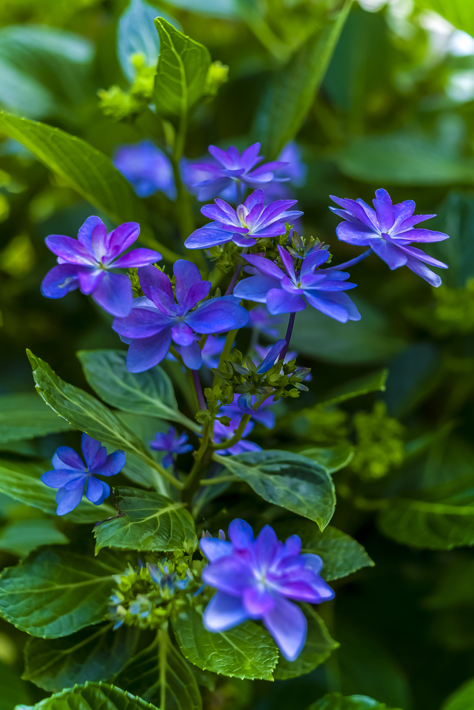 紫陽花色づく