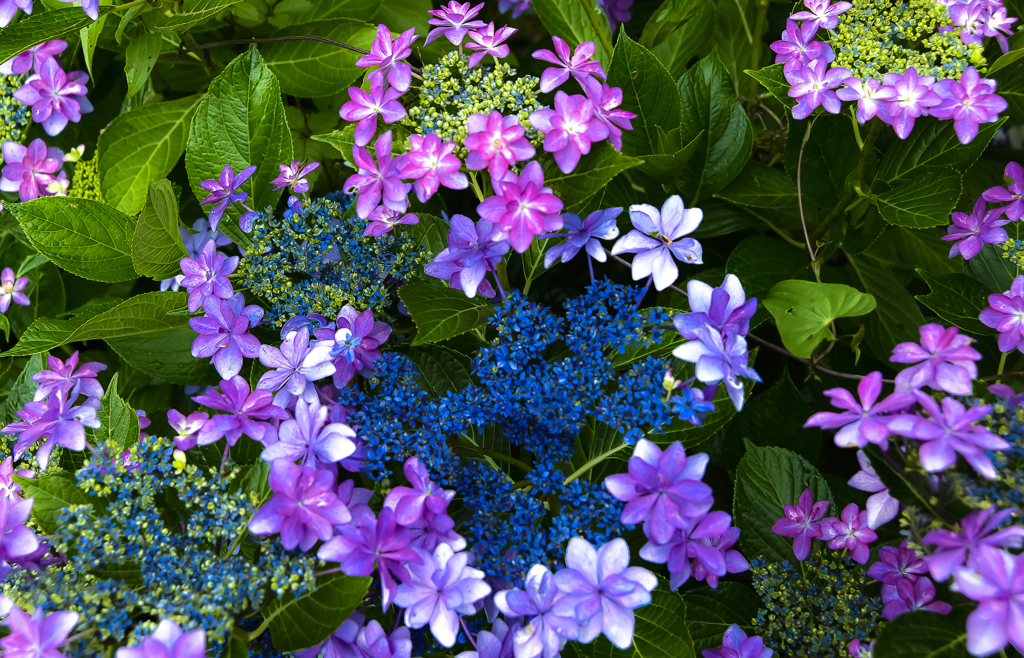庭の紫陽花