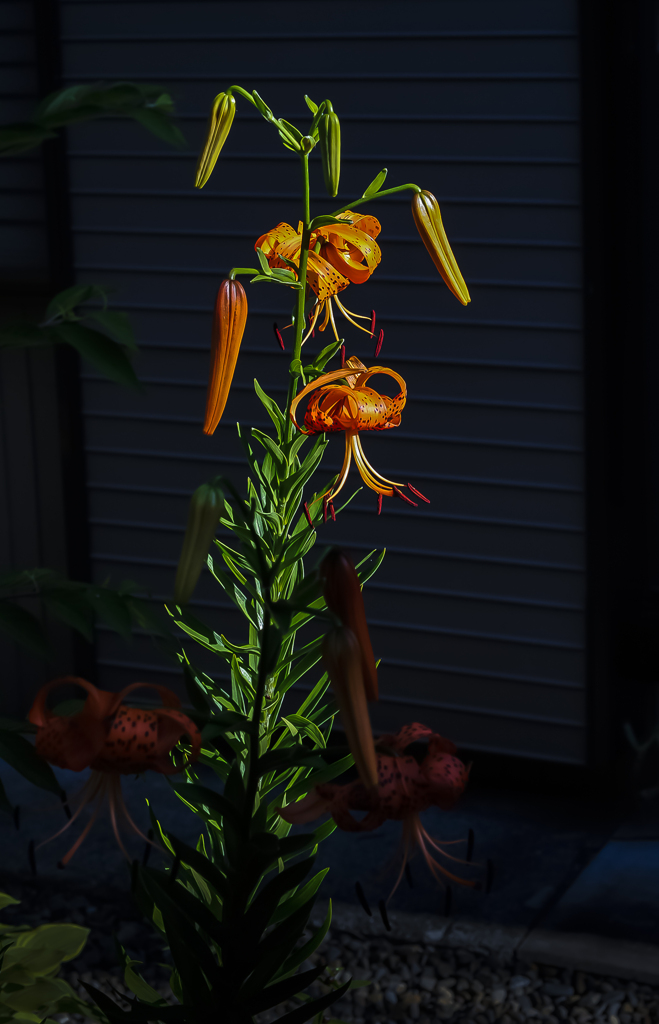 庭に咲く花