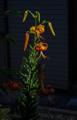 庭に咲く花