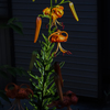 庭に咲く花