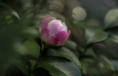 庭に咲く花　山茶花　２