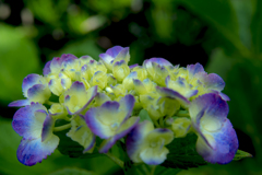 6月の紫陽花