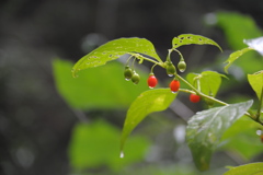 秋雨　１