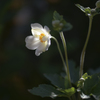 庭の花　秋明菊