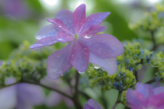 紫陽花に雨　２