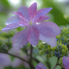 紫陽花に雨　２