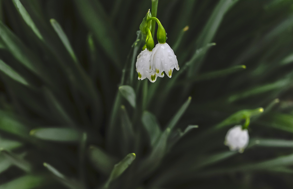 春雨　庭に咲く花　１