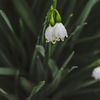 春雨　庭に咲く花　１