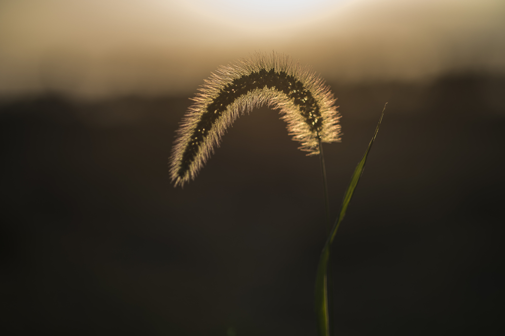 猫じゃらし　１