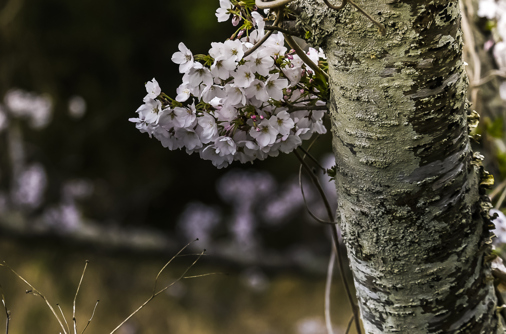 桜咲く