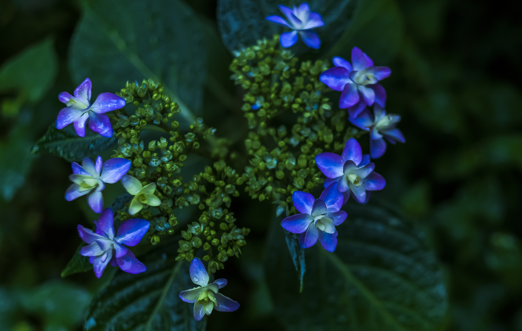 庭の紫陽花