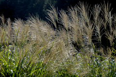 ススキ秋の光に輝く ススキ秋の光に輝く