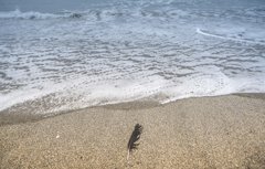 海に生きる