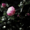 庭の花　山茶花　３