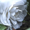 庭に咲く花