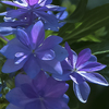 紫陽花の花びら