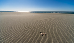 砂の上の貝