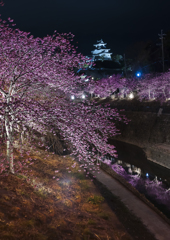 掛川城下の夜桜