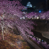 掛川城下の夜桜