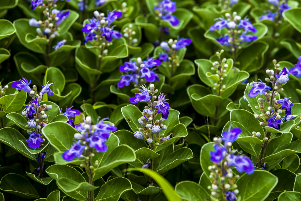 浜の花