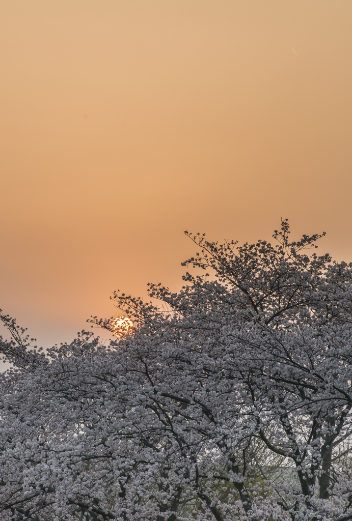 夕陽桜