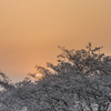 夕陽桜