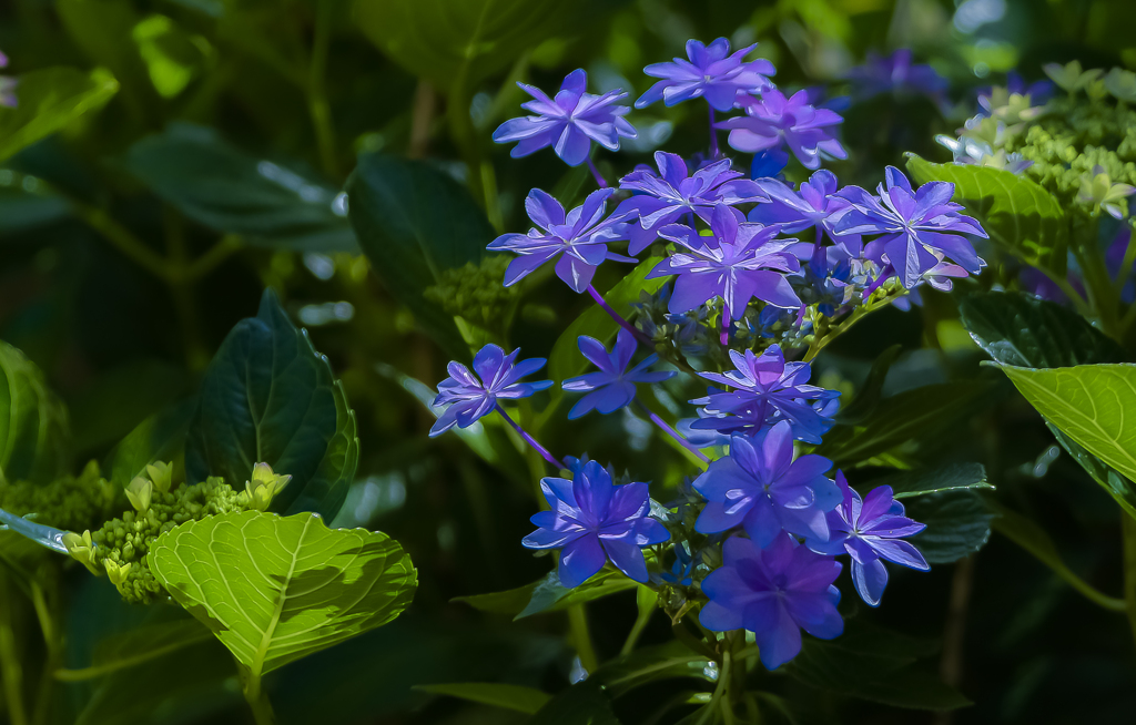 日向の紫陽花