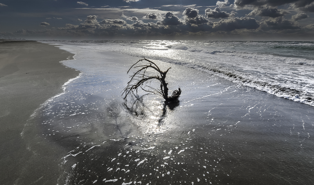 流木の風景　１