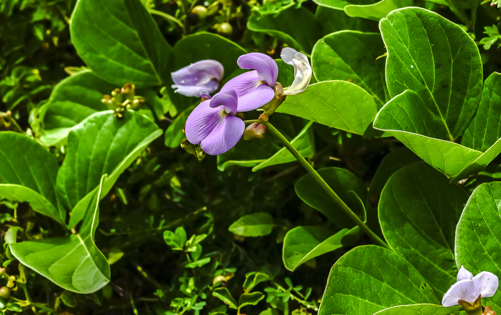 海岸に咲く花　２