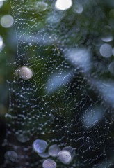 蜘蛛の糸に雨