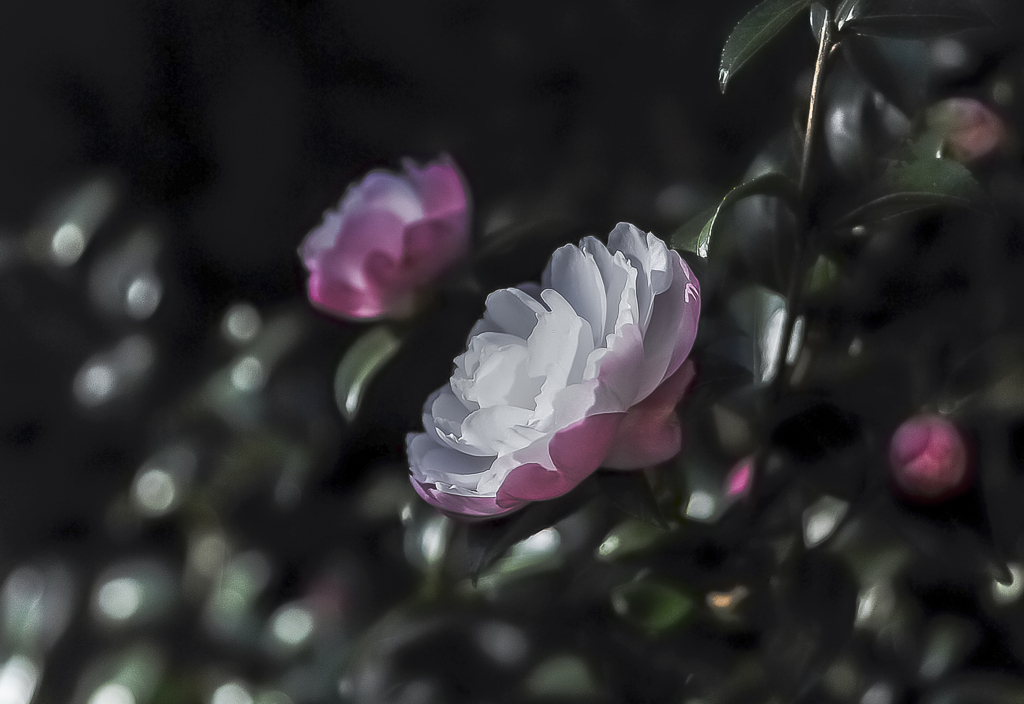 庭の花　山茶花　２