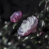 庭の花　山茶花　２