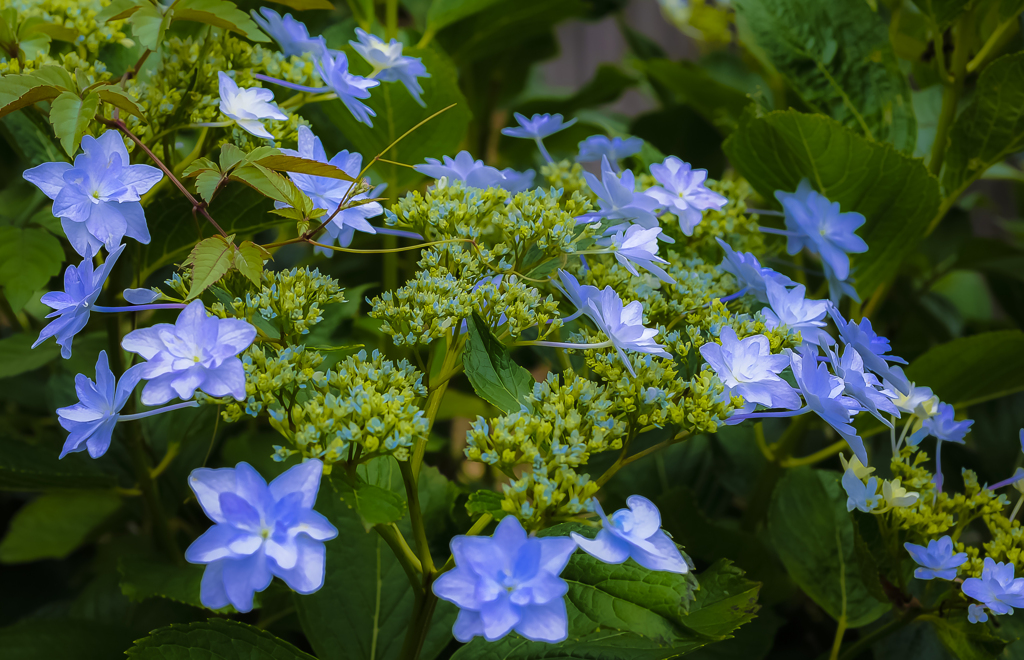 紫陽花 隅田の花火　２