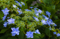紫陽花 隅田の花火　２