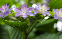 紫陽花に雨