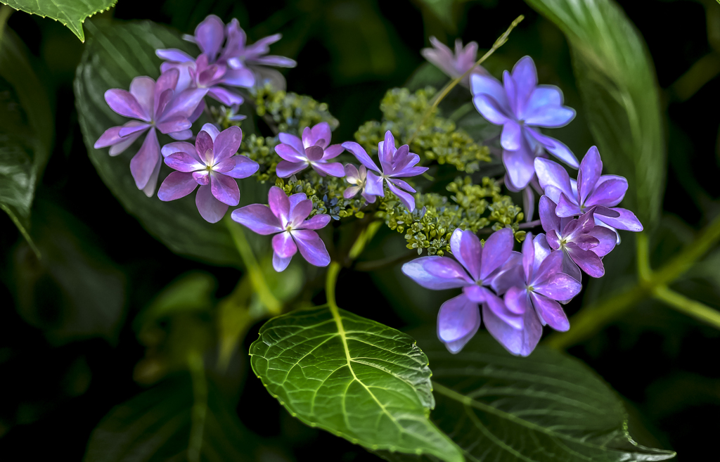 庭の紫陽花　１
